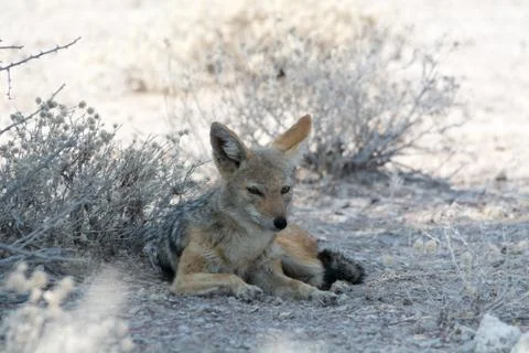 Lazy jackal Stock Photos