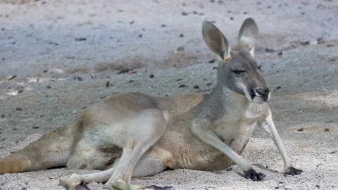 Lazy Kangaroo Lying on the Ground Stock Footage 155872241