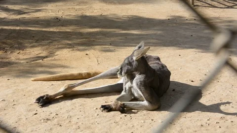 Lazy kangaroos lying on the ground 스톡 동영상 101085085