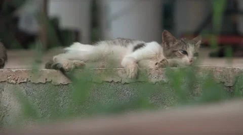 Lazy kitten Video stock 41380119