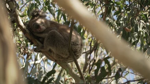 Lazy koala sleeping on tree Stock Footage 92923723