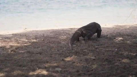 Lazy Komodo Dragon, the largest lizard in the world lays in front of the camera Stock Footage 126724267