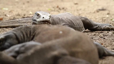 Lazy Komodo Dragons Resting, Focus Pull Stock Footage 82329933