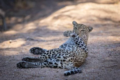 Lazy leopard rolling over. Stock Photos