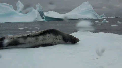 Lazy Leopard Seal Rests Upon Pack Ice in Antarctica Video stock 321062187