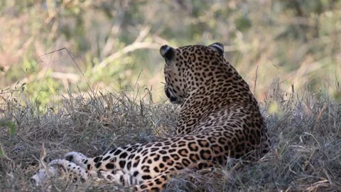Lazy leopard watching over his territory Stock Footage 154885352
