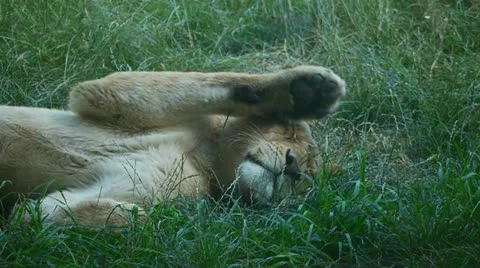 Lazy Lion in the Grass Vídeo Stock 11383320