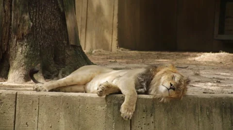 Lazy lion licking his lips Video stock 66687341