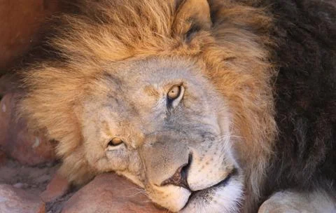 Lazy Lion Stock Photos
