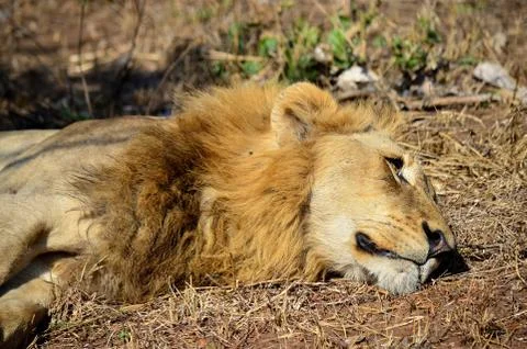 Lazy Lion Stock Photos