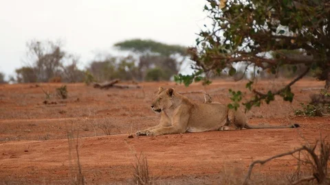 Lazy Lioness Stock Footage 101863409