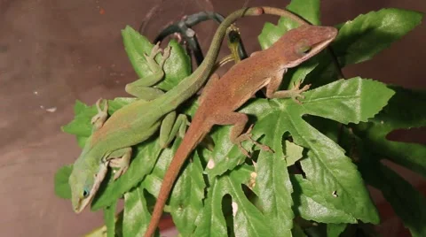 Lazy Lizard 動画素材 1059698