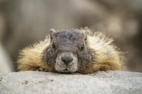 Lazy Marmot Closeup Stock Photos