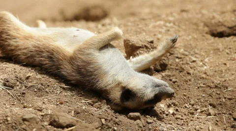 Lazy meerkats close Stock-Footage 39095753