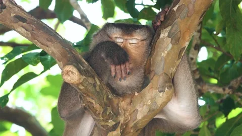 Lazy monkey sleeping on tree for nation park. Stock Footage 156813125