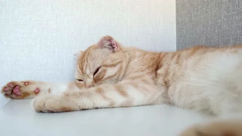 Lazy Orange Scottish fold cat lying on the white shelf and resting. Cute fluffy Stock Footage 158968831