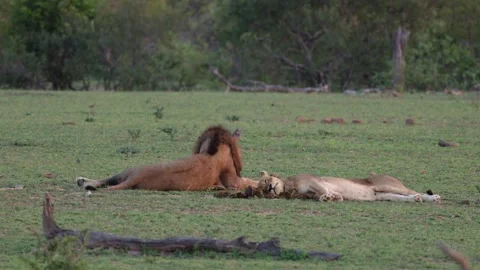 A lazy pair of mating lions Stock Footage 293319898