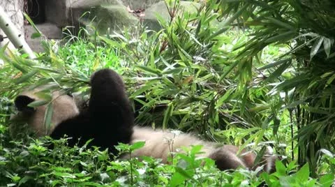 Lazy panda bear eats bamboo leaves while lying down Stock Footage 11013629