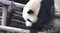 Lazy Panda Bear Rest On Top Of Wood Structure Close Up HD HD Footage