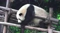 Lazy Panda Bear Rest On Top Of Wood Structure HD HD Footage