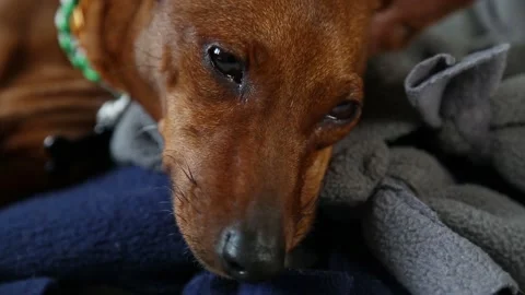 The lazy pet woke up and pulled. A charming little dog. Stock Footage 148065926