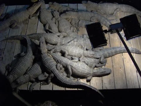 Lazy Pile of Gators Stock Photos