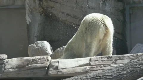 Lazy polar bear Stock Footage 56928965