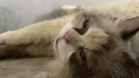 Lazy Ragdoll Cat Lying Down Close Up Stock Footage 339521898