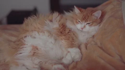 Lazy red cat lies on the bed and falls asleep with his eyes closed. Stock Footage 288728401