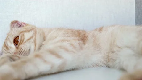 Lazy red Scottish fold cat lying on the white shelf and resting. Cute fluffy Stock Footage 160306286