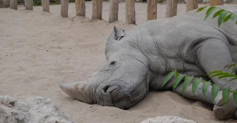 Lazy rhino Stock Photos