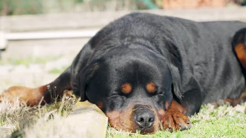 Lazy Rottweiler dog with cute muzzle and big paws relaxing under the sunlight in Stock Footage 317768392