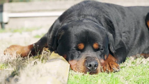 Lazy Rottweiler dog with cute muzzle and big paws relaxing under the sunlight 스톡 동영상 344108045