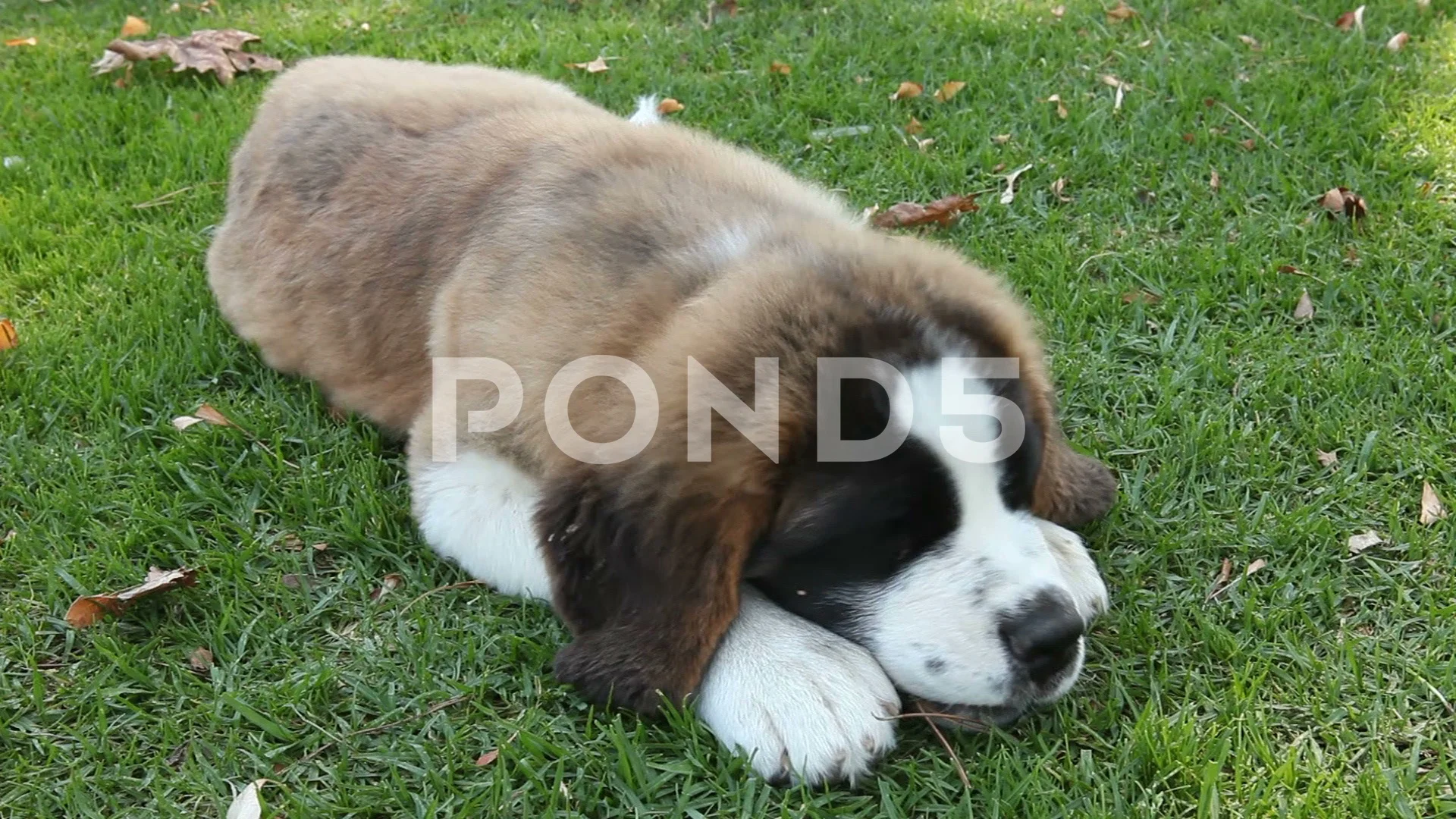 are pyrenean mastiff puppies lazy