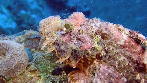 Lazy Scorpionfish - Close Up Stock Footage 142414735
