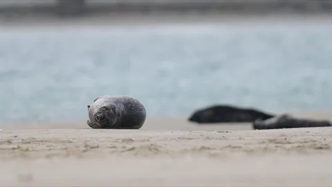 Lazy Seal Stock Footage 318178185