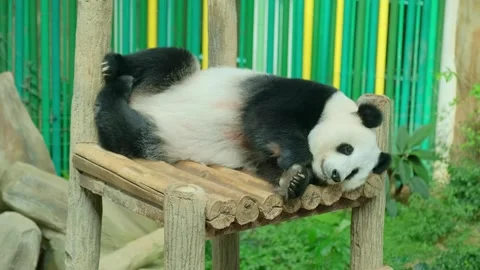 Lazy sleeping panda on wooden structure in Kuala Lumpur zoo enclosure Stock Footage 339794845