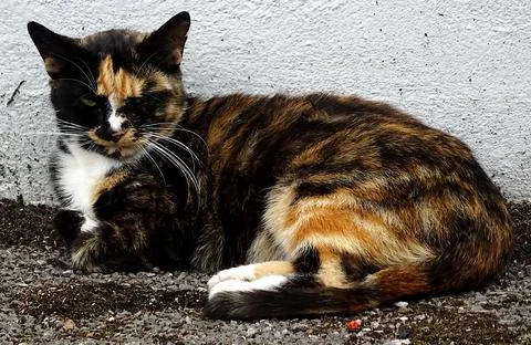 Lazy Sleepy Cat Stock Photos