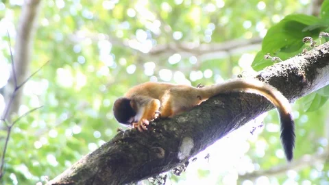 Lazy Spider Monkey Stock Footage 88412764