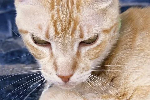A lazy stray cat Foto stock