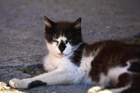 A lazy stray cat Stock Photos