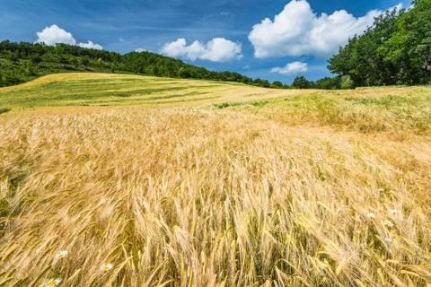 Lazy summer day at wheat fields Stock Photos