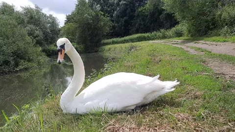 Lazy swan Stock Footage