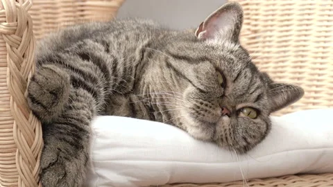 Lazy tabby cat resting on chair at home Stock Footage