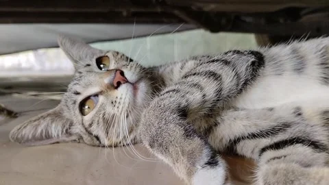 Lazy time 스톡 동영상 263800764