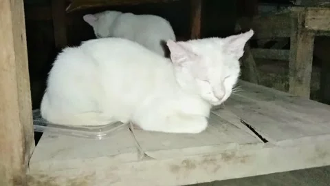 Lazy White Cat Under the Table Stock Footage 306287961