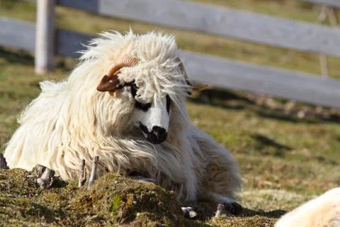 Lazy white ram standing Stock Photos