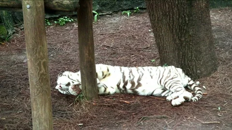 Lazy white tiger Stock Footage 494547