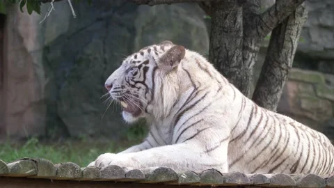 Lazy white Tiger lying down on Ground Stock Footage 155959739