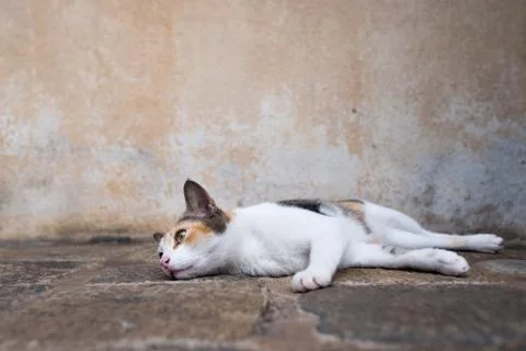Lazy young cat lying on the ground and looking aside Stock Photos